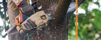 Best Tree Trimming and Pruning  in Point, TX
