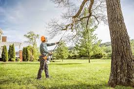 Best Fruit Tree Pruning  in Point, TX