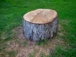 How Our Tree Care Process Works  in  Point, TX