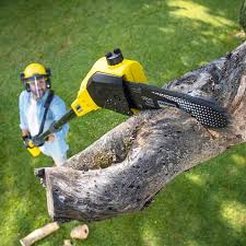 Best Lawn Renovation and Restoration  in Point, TX