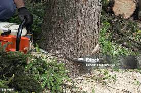 Professional Tree Services in Point, TX