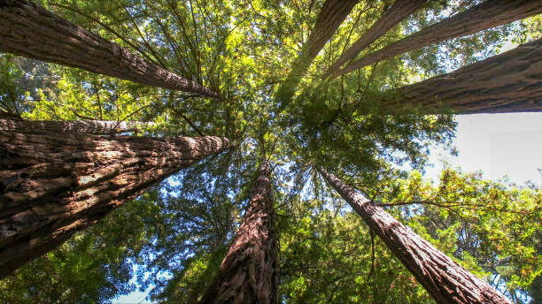 Best Tree Maintenance Programs  in Point, TX