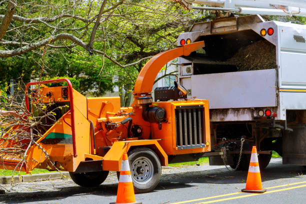 Best Tree Removal  in Point, TX