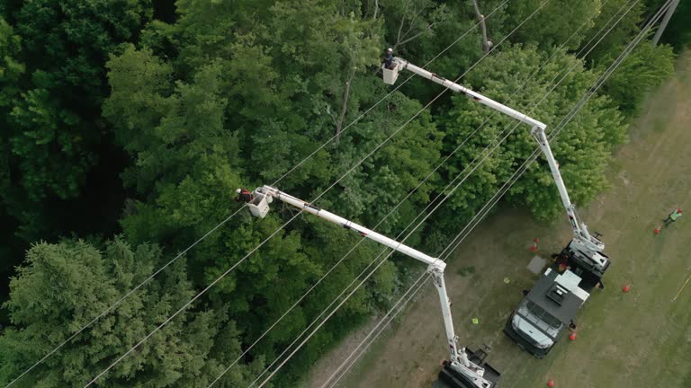 Best Arborist Consultation Services  in Point, TX