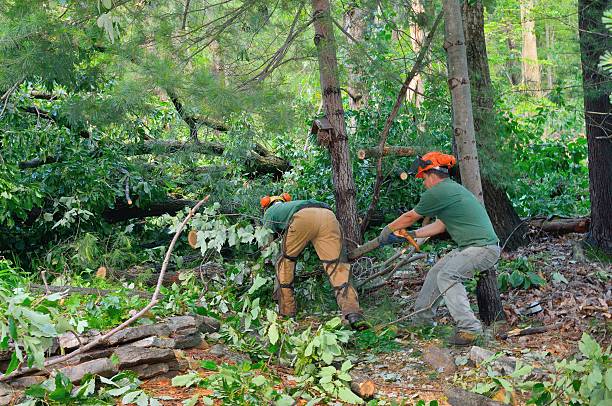 Best Tree Health Inspection  in Point, TX