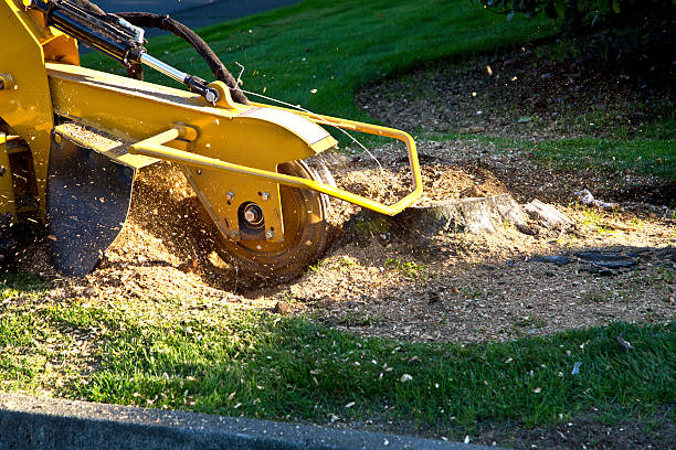 Best Tree Risk Assessment  in Point, TX