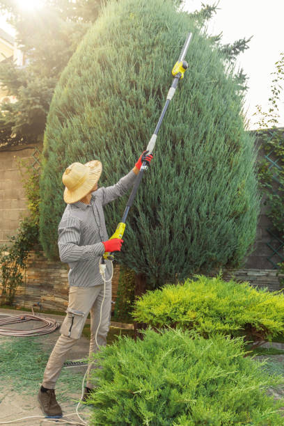 Best Lawn Disease Treatment  in Point, TX