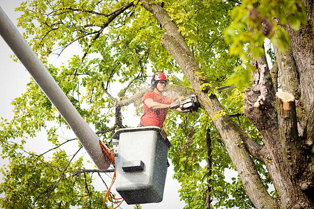 Best Storm Damage Tree Cleanup  in Point, TX