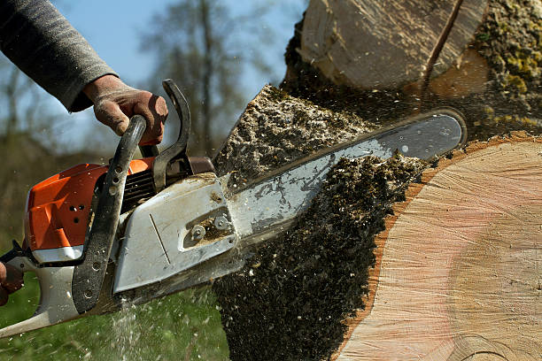 Best Stump Grinding and Removal  in Point, TX